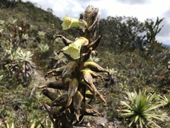 Puya nitida