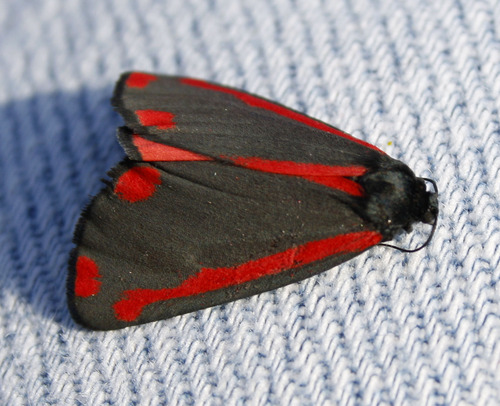 Tyria jacobaeae