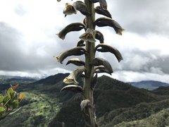 Puya nitida