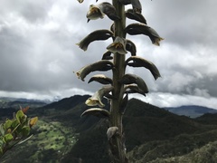 Puya nitida