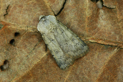 Agrotis cinerea