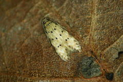 Pseudotelphusa paripunctella