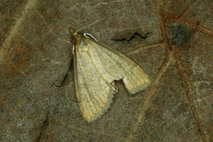 Udea accolalis