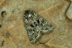 Pachetra sagittigera