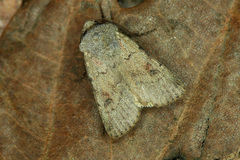 Agrotis cinerea