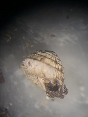 Strobilops labyrinthicus