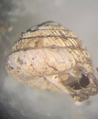 Strobilops labyrinthicus