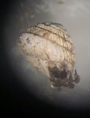 Strobilops labyrinthicus