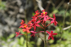 Epidendrum × obrienianum