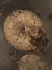 Strobilops labyrinthicus