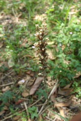 Sarcoglottis schaffneri