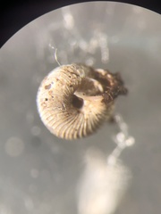 Strobilops labyrinthicus