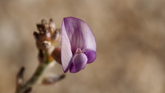 Astragalus nuttallianus imperfectus