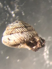 Strobilops labyrinthicus