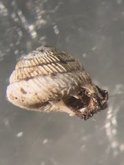 Strobilops labyrinthicus