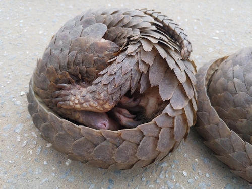 White-bellied Pangolin