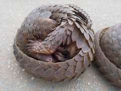 Phataginus tricuspis