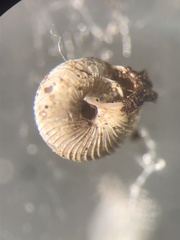 Strobilops labyrinthicus
