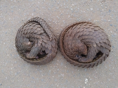 Phataginus tricuspis