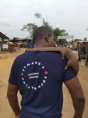 Phataginus tricuspis