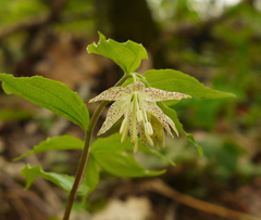 Prosartes maculata