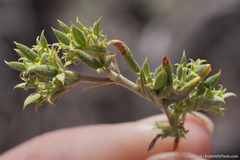 Chorizanthe watsonii