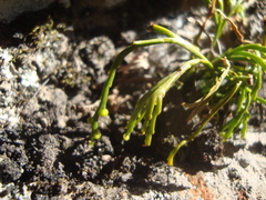 Psilotum complanatum