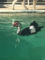 Cairina moschata domestica