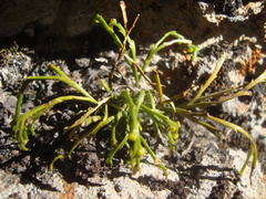 Psilotum complanatum