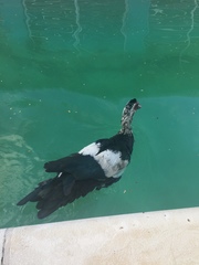 Cairina moschata domestica