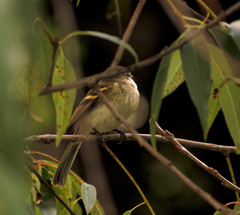 Mecocerculus