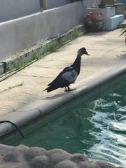 Cairina moschata domestica
