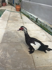 Cairina moschata domestica