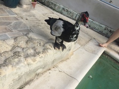 Cairina moschata domestica