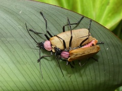 Chauliognathus faustus