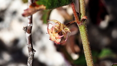 Ayenia compacta