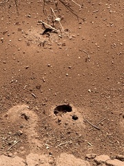 Pogonomyrmex occidentalis