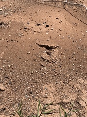 Pogonomyrmex occidentalis