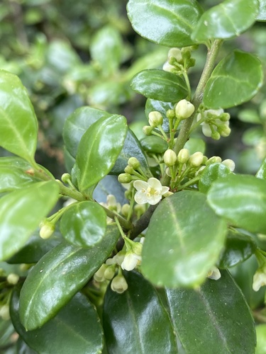 Japanese holly (Ilex crenata)