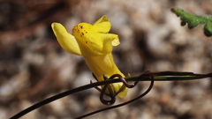Neogaerrhinum filipes