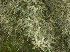 Elaeagnus angustifolia