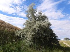 Elaeagnus angustifolia