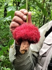 Parkia panurensis
