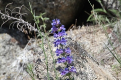 Penstemon payettensis