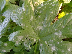 Podosphaera macularis