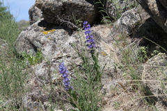 Penstemon payettensis