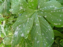 Podosphaera macularis