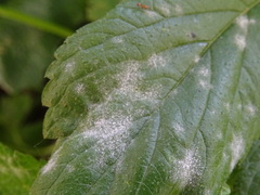 Podosphaera macularis