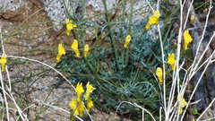 Neogaerrhinum filipes