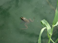 Pelophylax perezi
